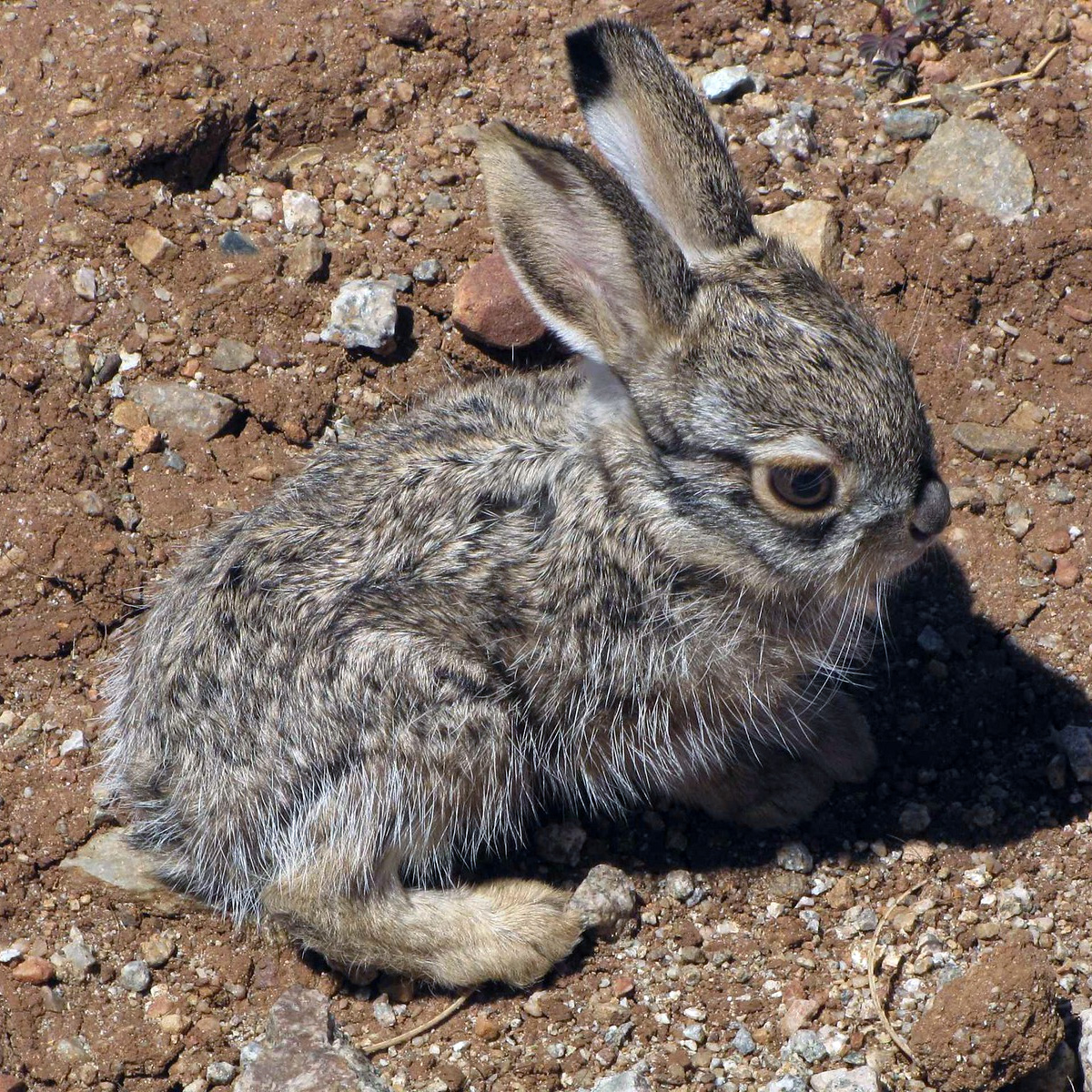 Калифорнийский заяц (Lepus californicus) Фото №9
