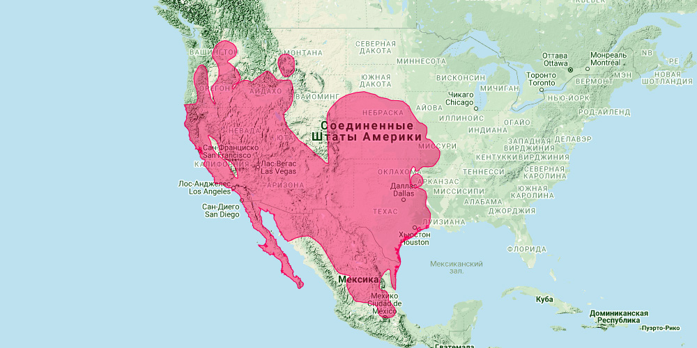 Калифорнийский заяц (Lepus californicus) Ареал обитания на карте
