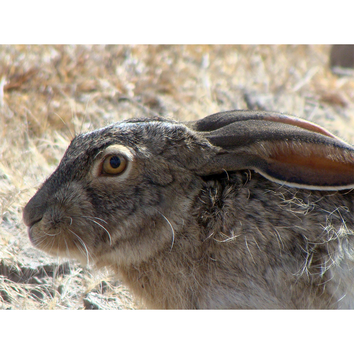 Белобокий заяц (Lepus callotis) Фото №10
