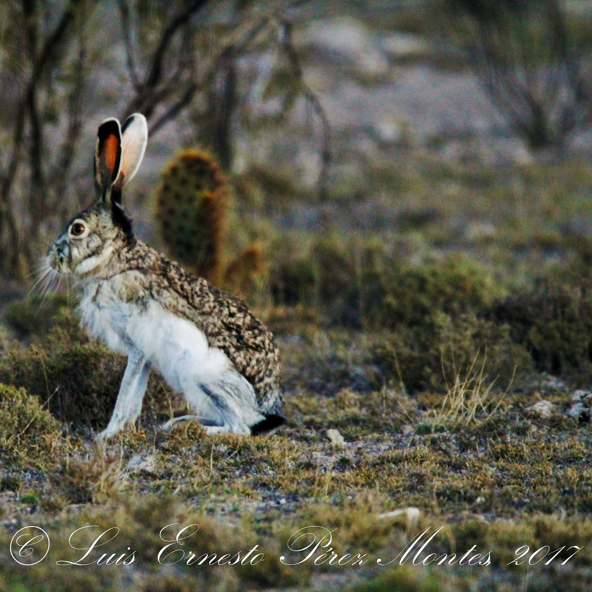Белобокий заяц (Lepus callotis) Фото №2