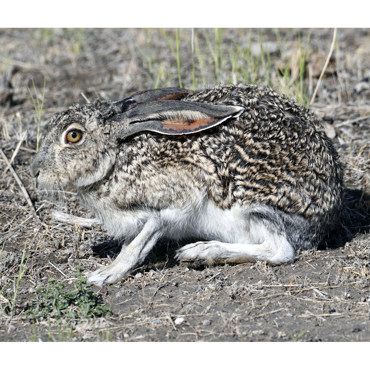 Белобокий заяц (Lepus callotis) Фото №4