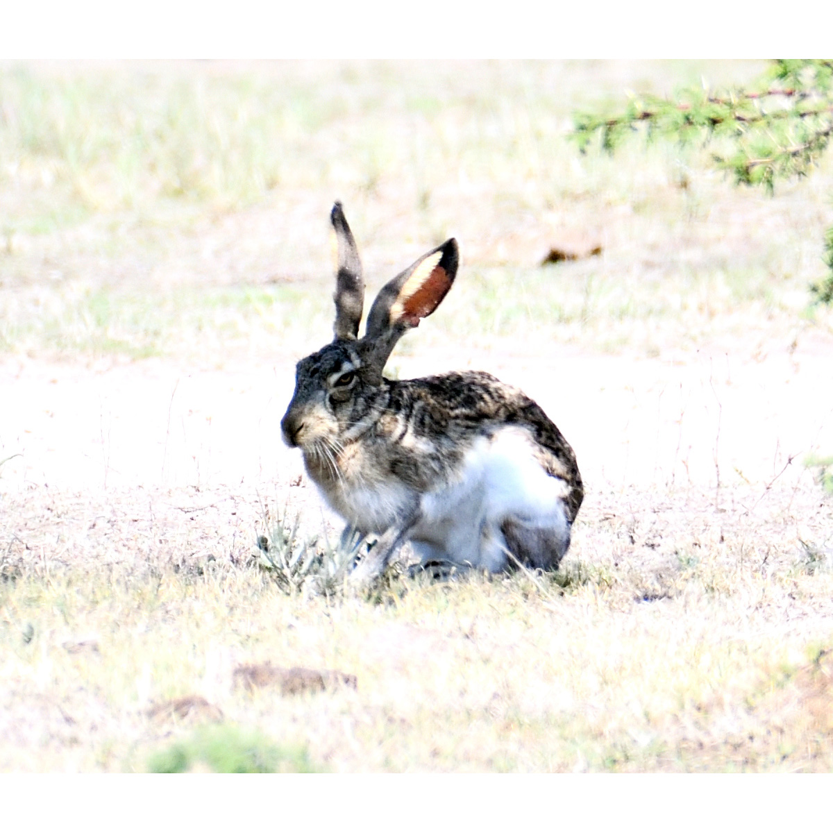Белобокий заяц (Lepus callotis) Фото №5