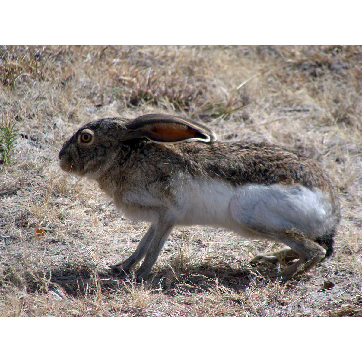 Белобокий заяц (Lepus callotis) Фото №6