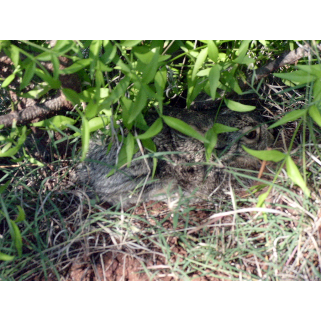 Белобокий заяц (Lepus callotis) Фото №9