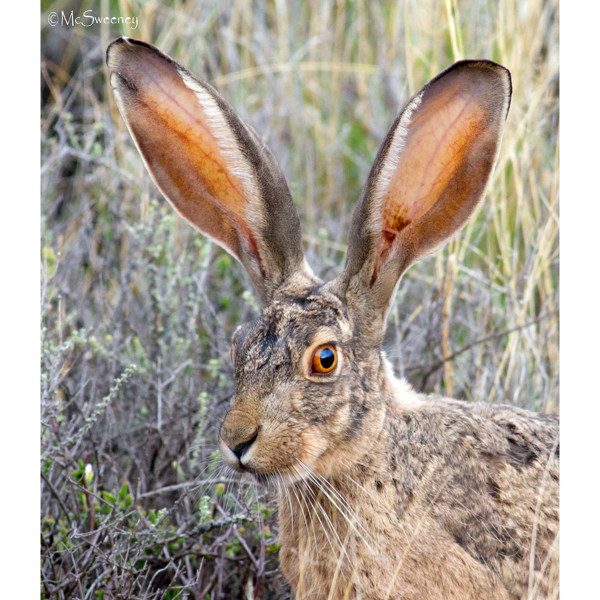 Капский заяц (Lepus capensis) Фото №10