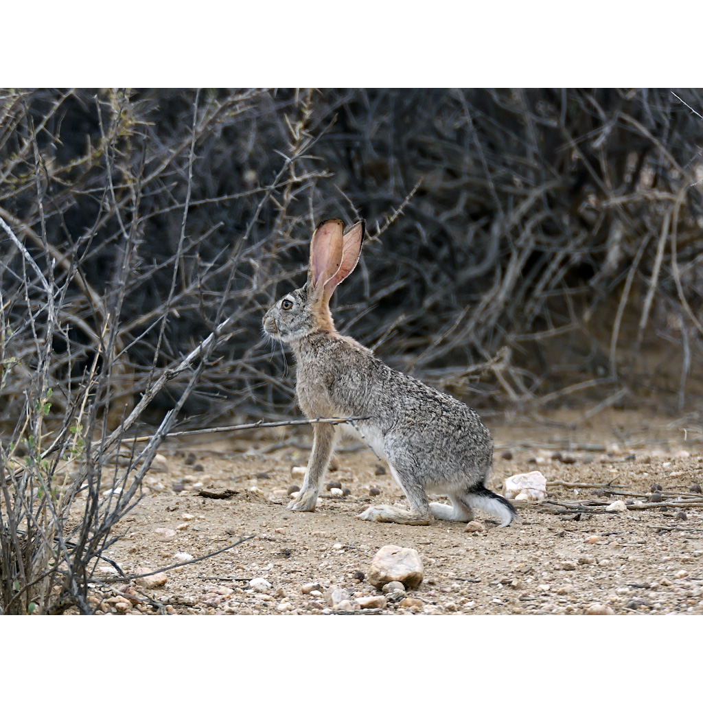 Капский заяц (Lepus capensis) Фото №2