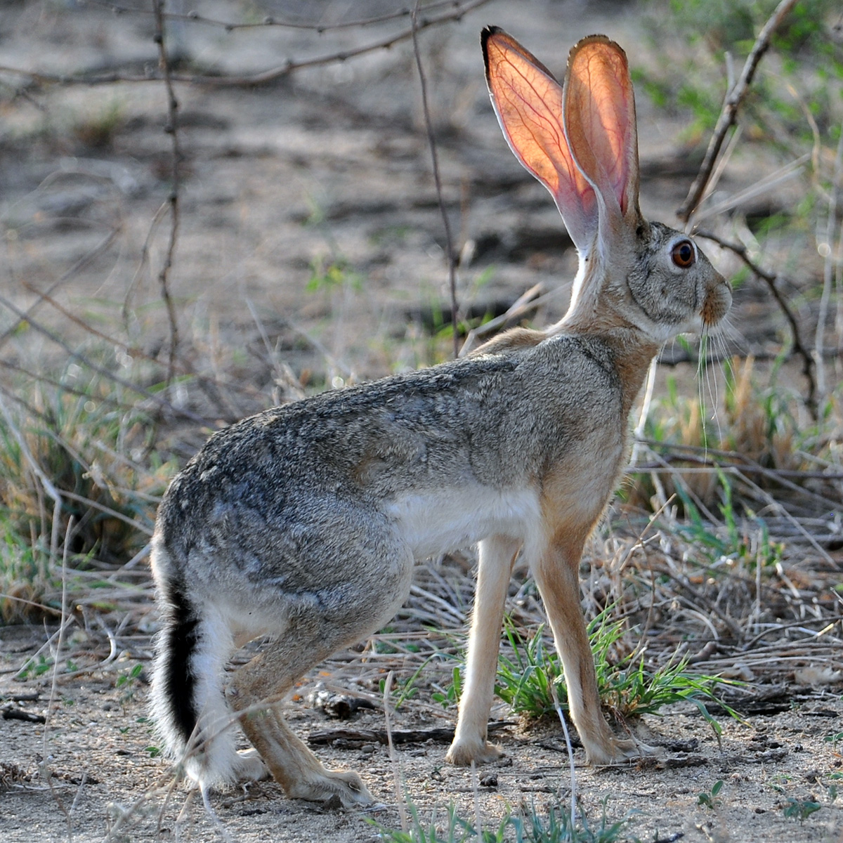Капский заяц (Lepus capensis) Фото №3