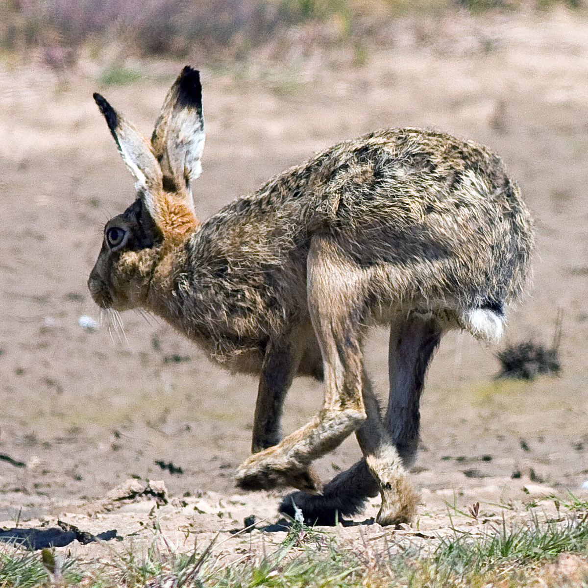 Капский заяц (Lepus capensis) Фото №6