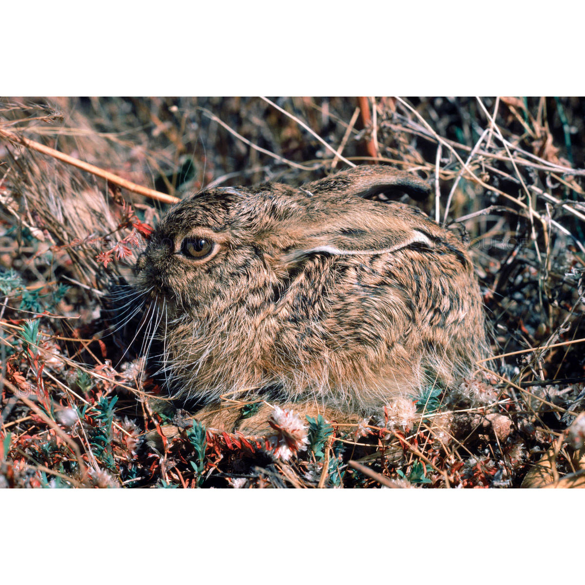 Капский заяц (Lepus capensis) Фото №9