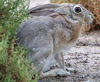 Lepus capensis arabicus