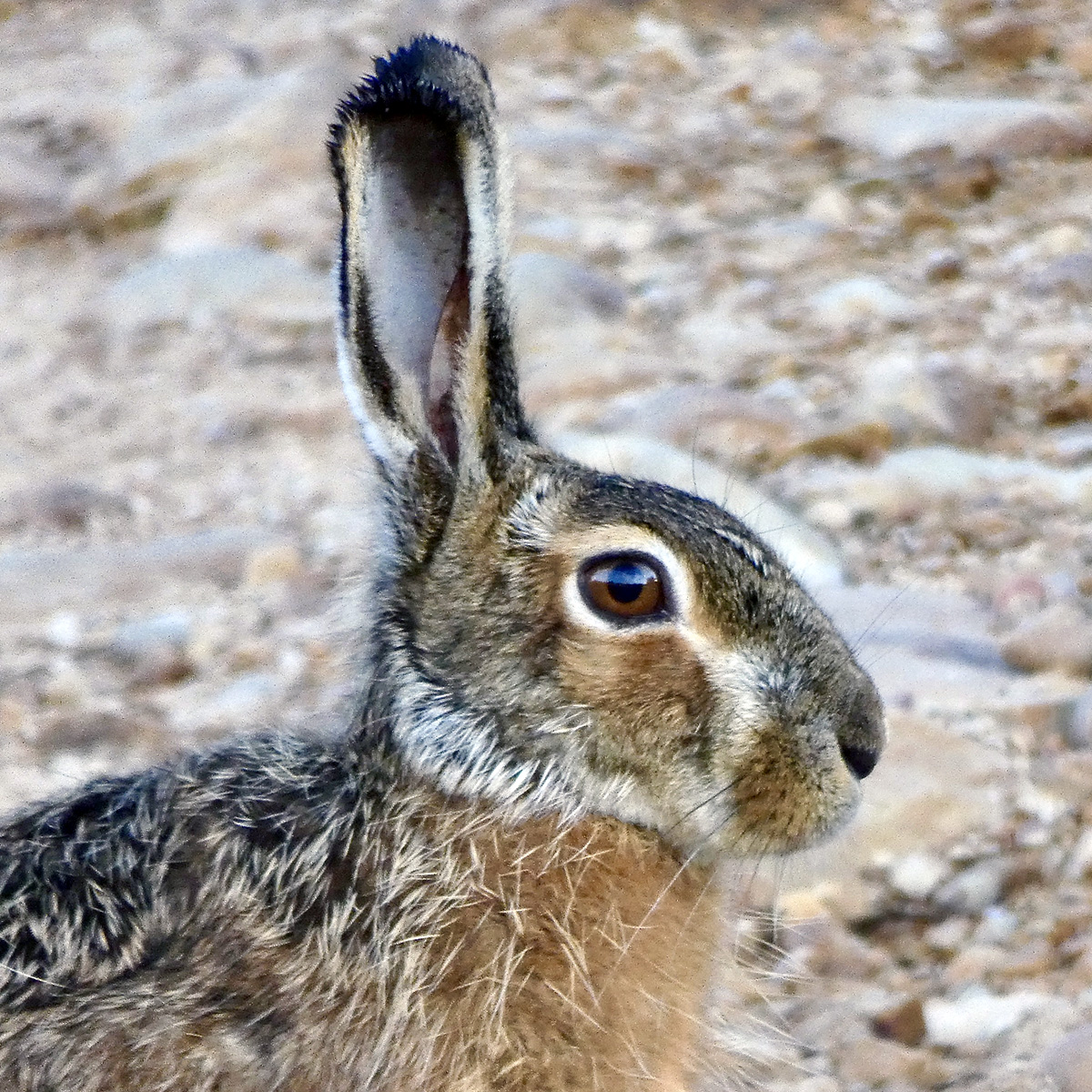 Ракитниковый заяц (Lepus castroviejoi) Фото №10