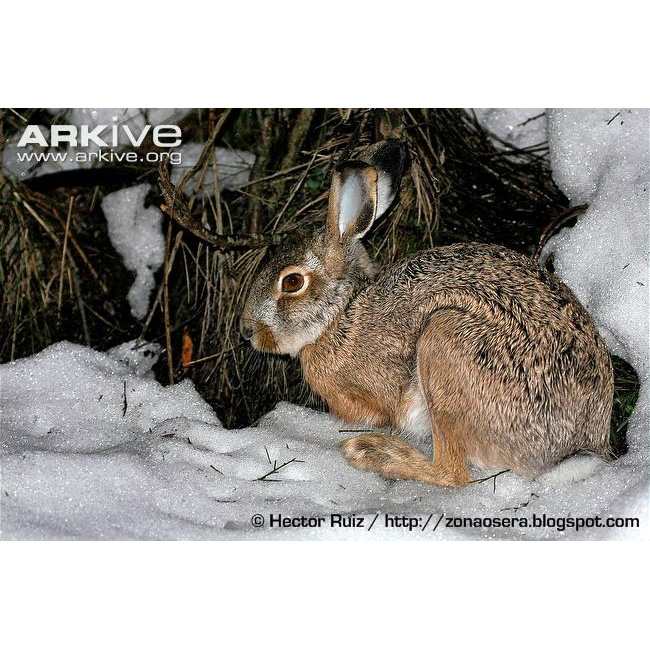 Ракитниковый заяц (Lepus castroviejoi) Фото №5
