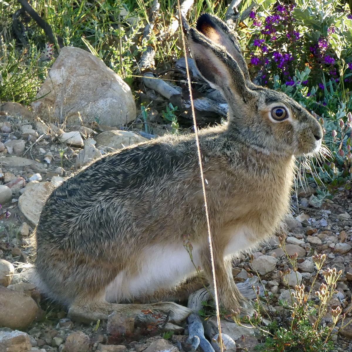 Ракитниковый заяц (Lepus castroviejoi) Фото №6