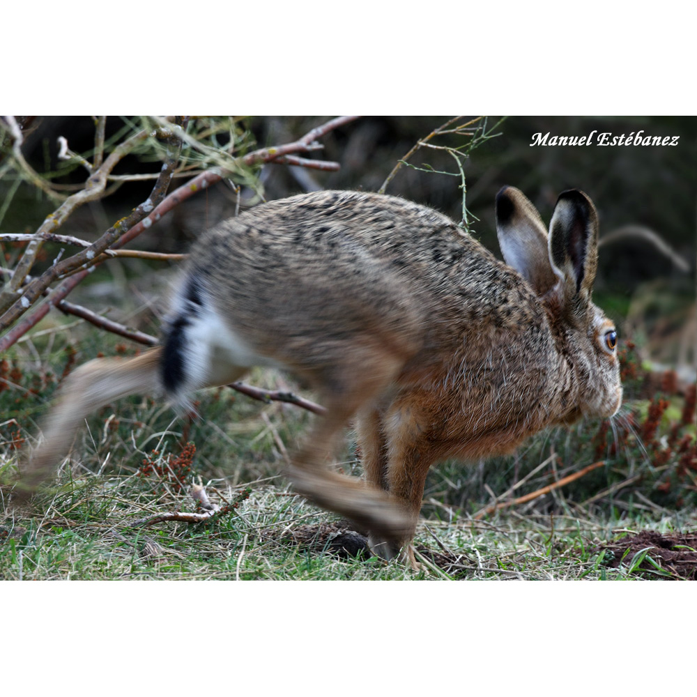 Ракитниковый заяц (Lepus castroviejoi) Фото №7