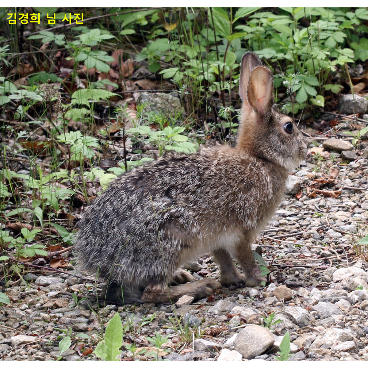 Корейский заяц (Lepus coreanus) Фото №3