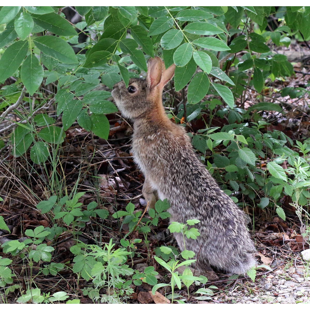 Корейский заяц (Lepus coreanus) Фото №6