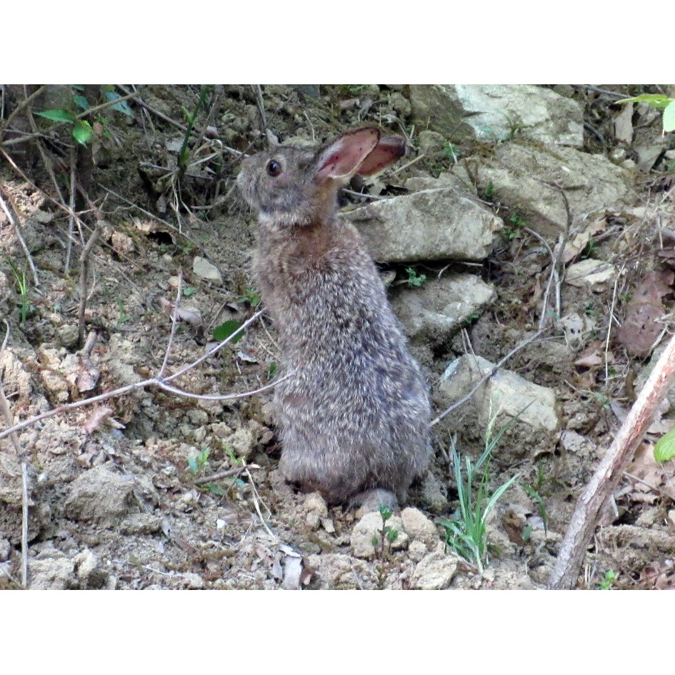 Корейский заяц (Lepus coreanus) Фото №7