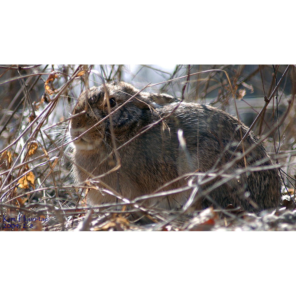 Корейский заяц (Lepus coreanus) Фото №8