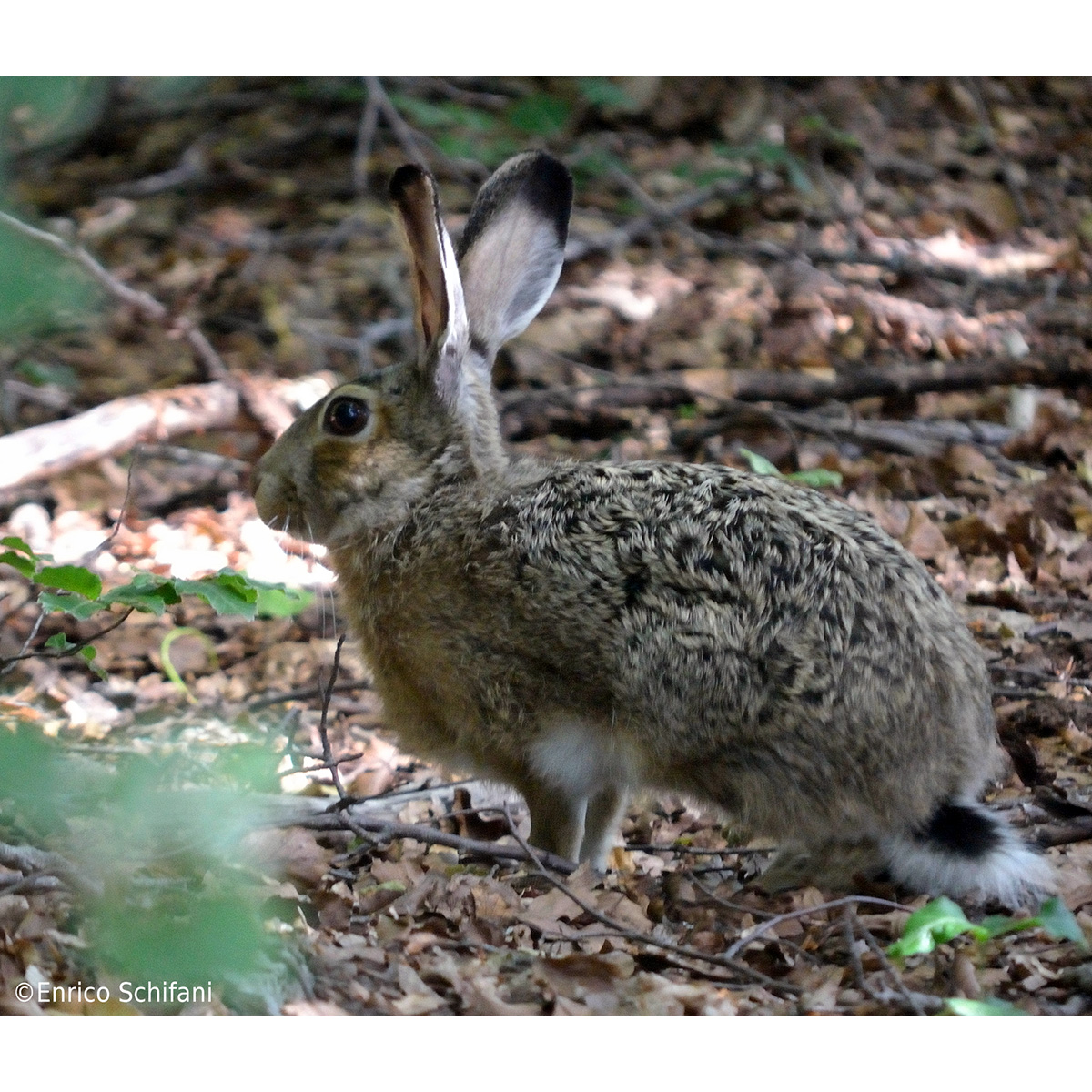 Корсиканский заяц (Lepus corsicanus) Фото №2