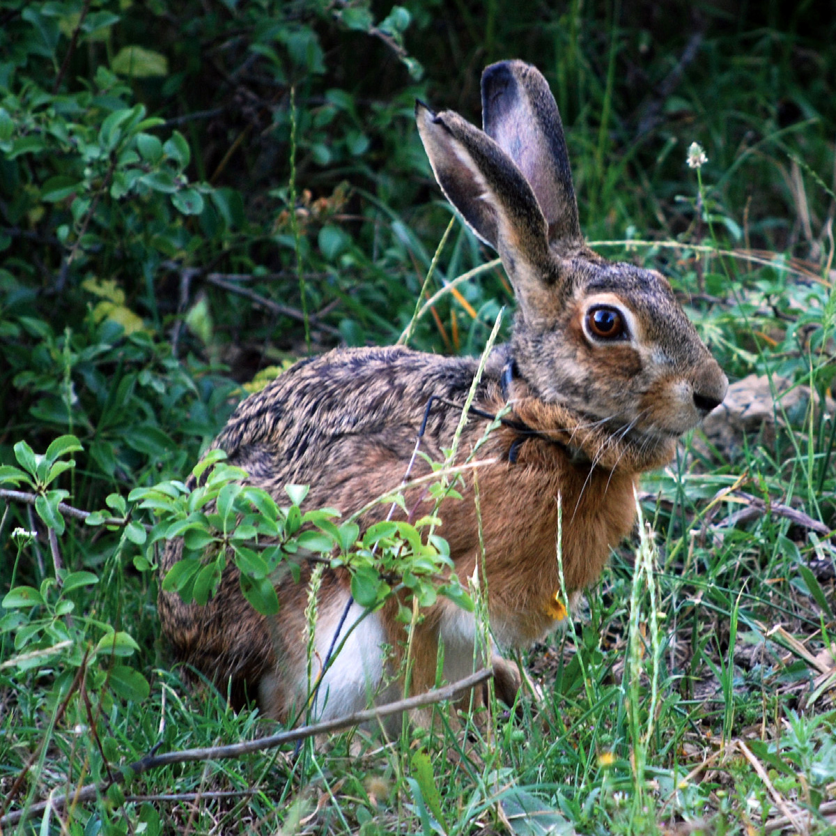 Корсиканский заяц (Lepus corsicanus) Фото №3