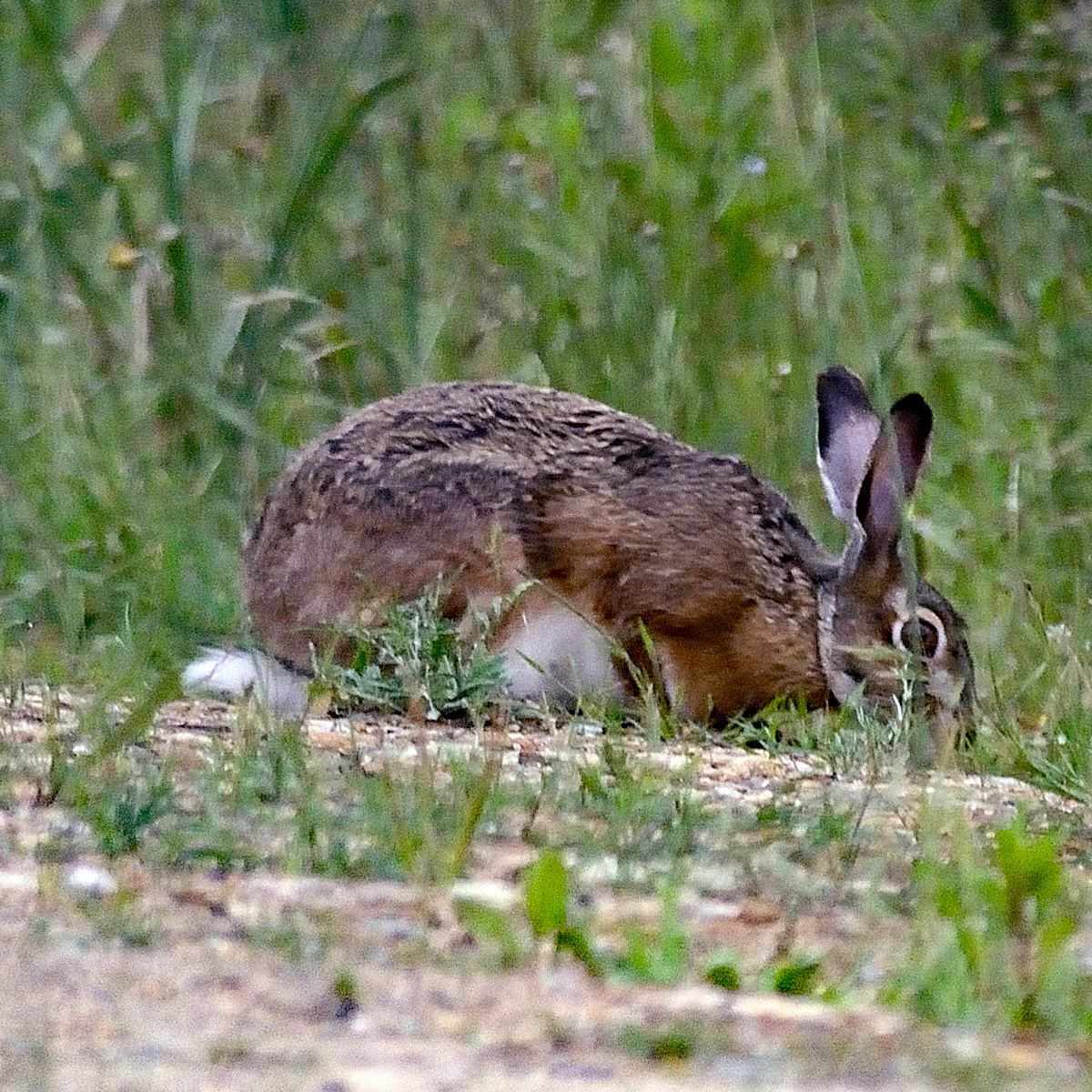 Корсиканский заяц (Lepus corsicanus) Фото №5