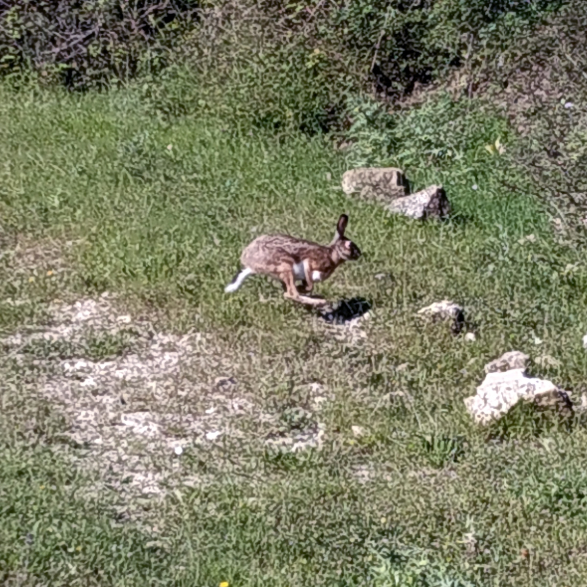 Корсиканский заяц (Lepus corsicanus) Фото №6