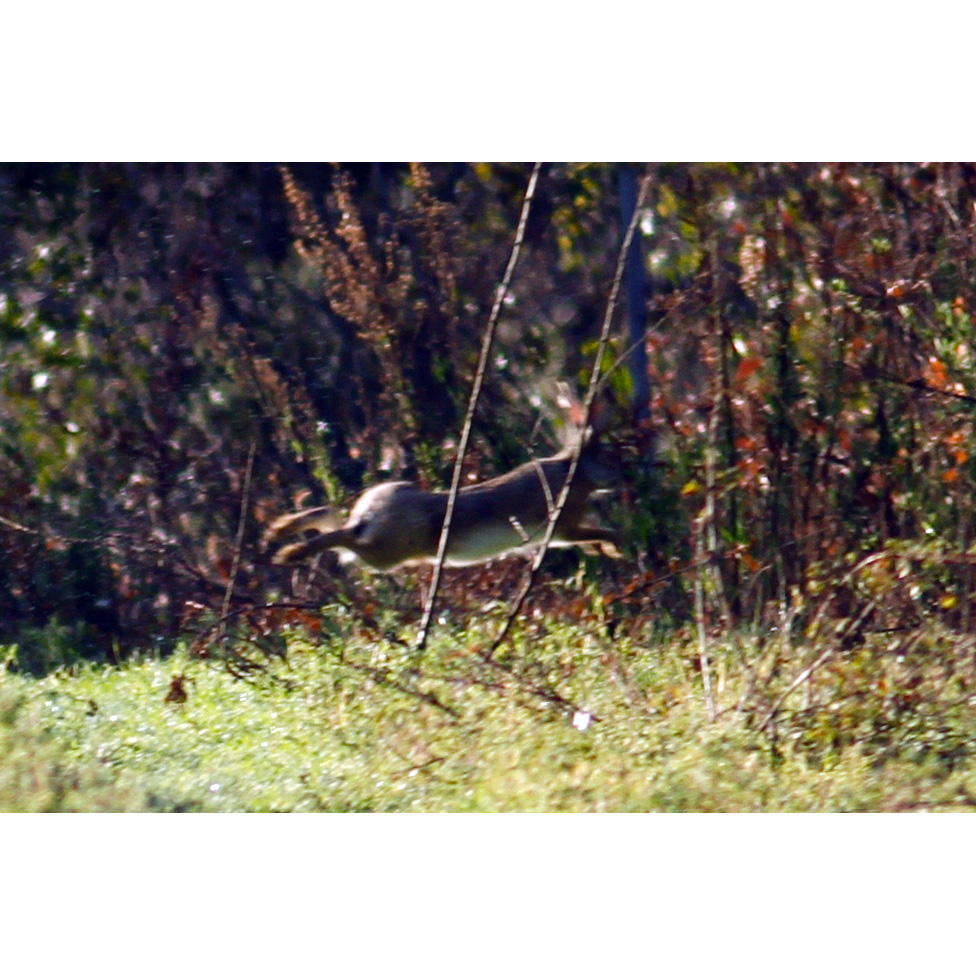 Корсиканский заяц (Lepus corsicanus) Фото №7