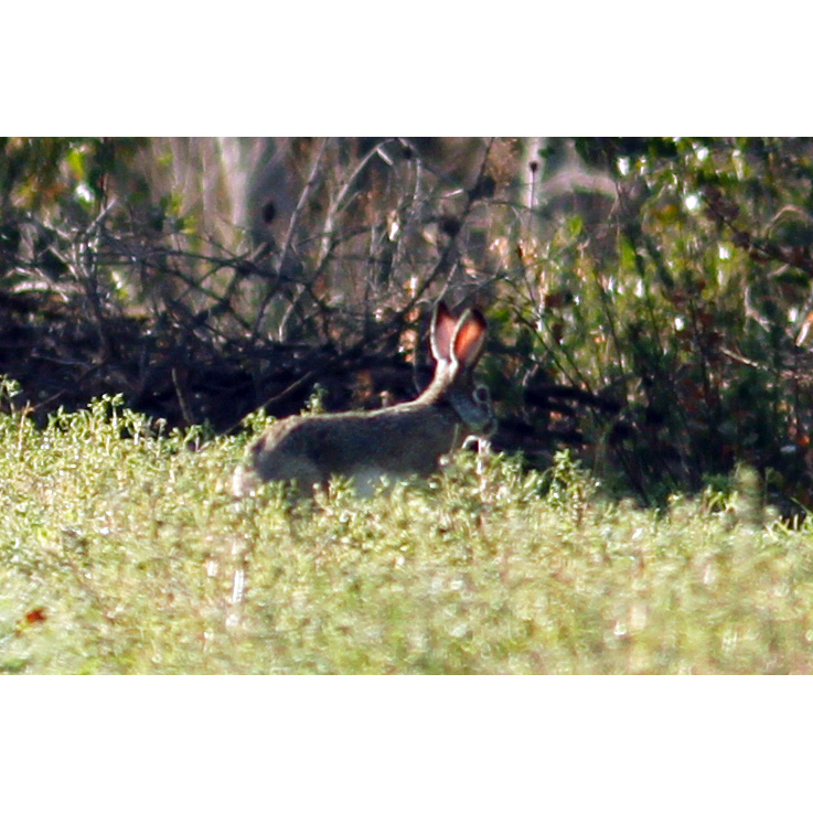 Корсиканский заяц (Lepus corsicanus) Фото №8