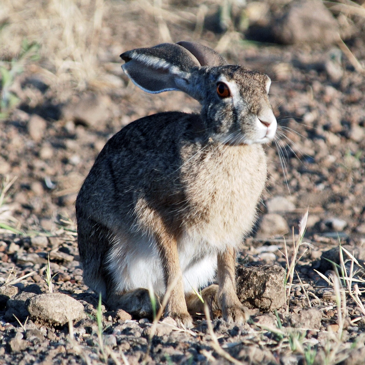 Эфиопский заяц (Lepus fagani) Фото №10