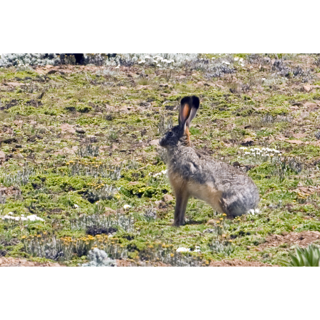 Эфиопский заяц (Lepus fagani) Фото №2