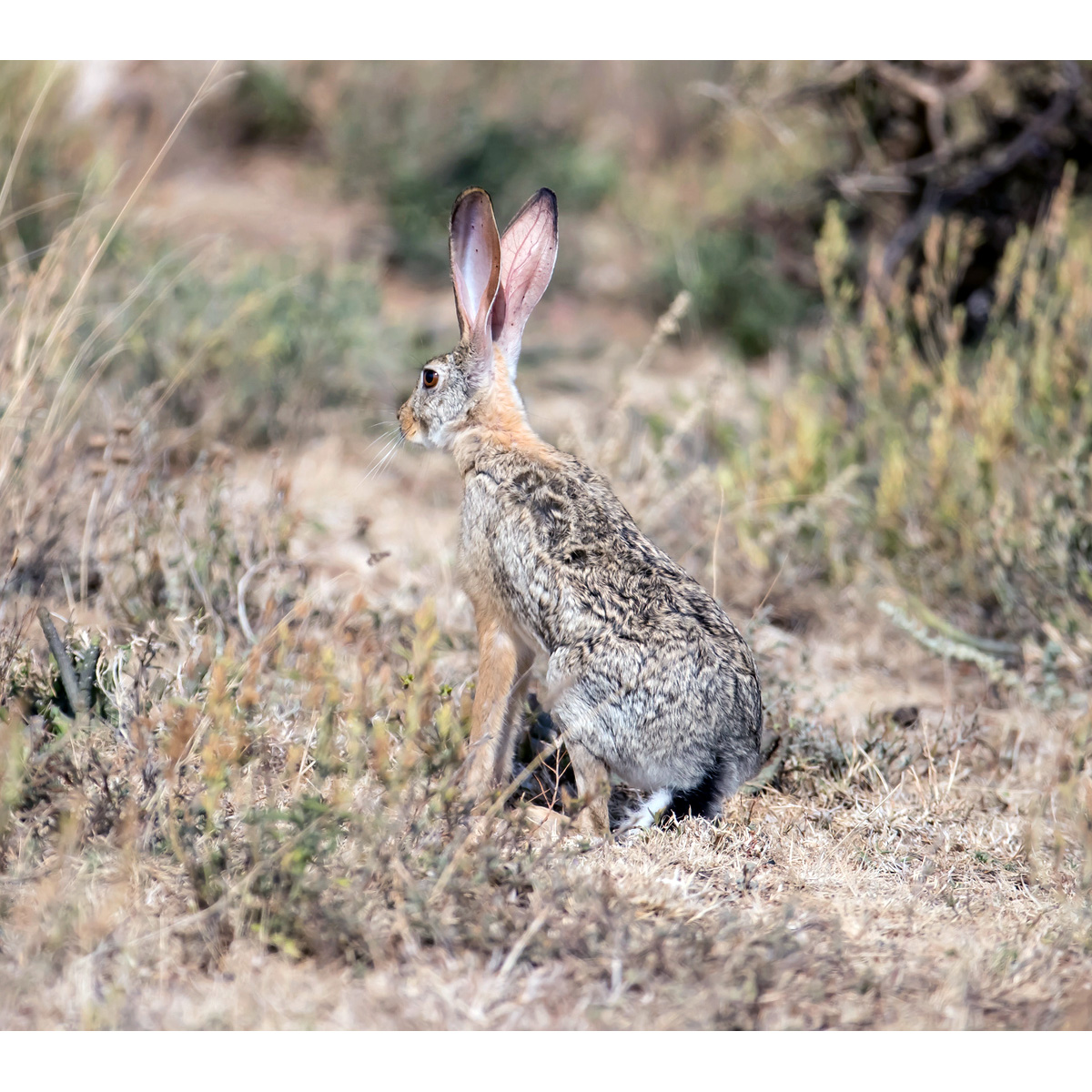 Эфиопский заяц (Lepus fagani) Фото №3