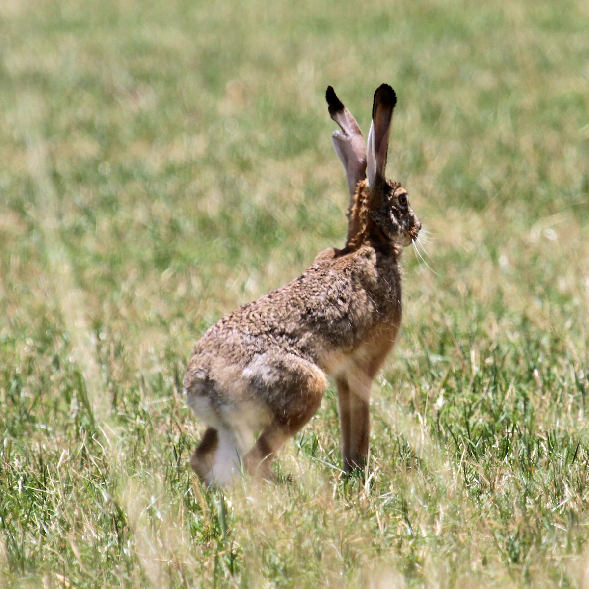 Эфиопский заяц (Lepus fagani) Фото №4