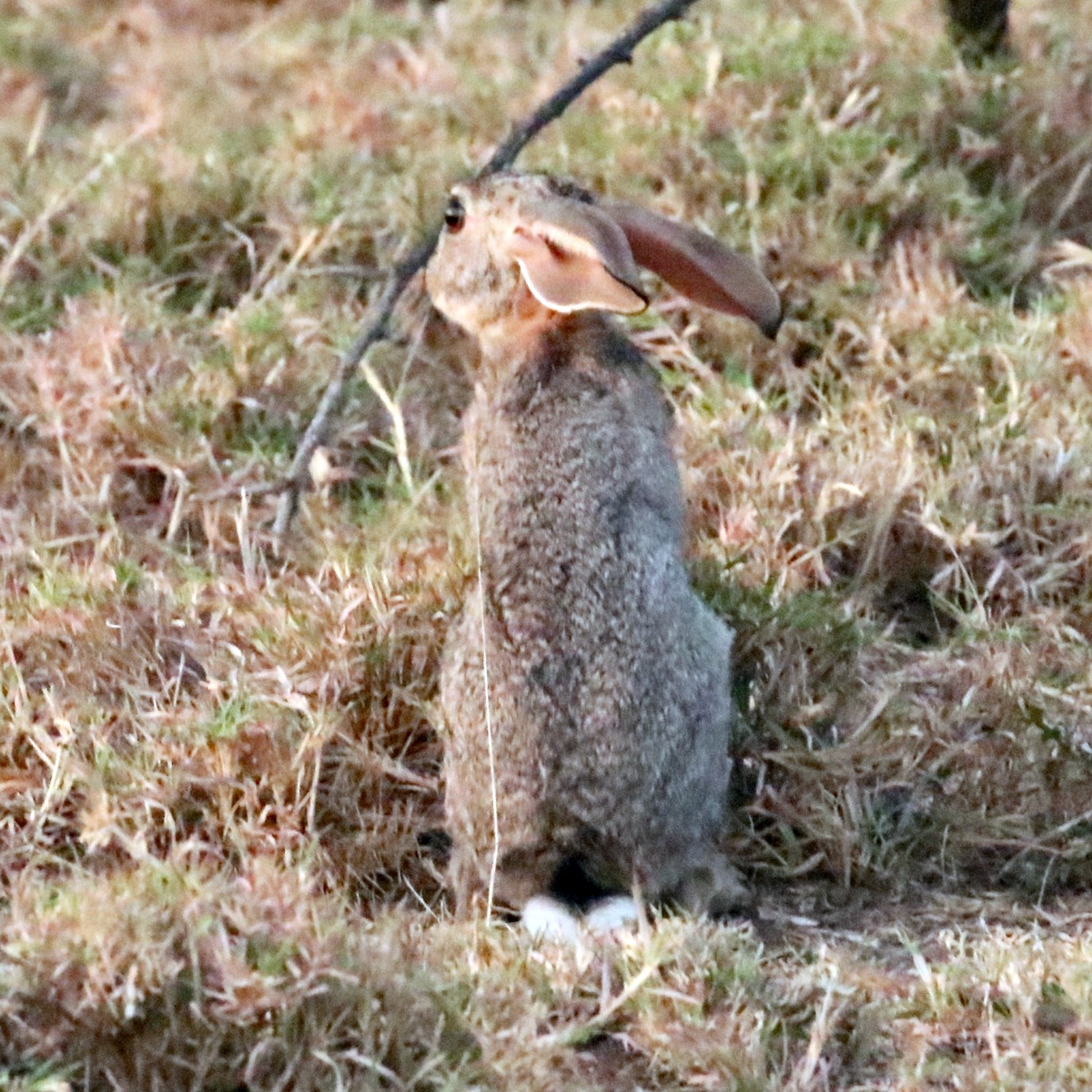 Эфиопский заяц (Lepus fagani) Фото №5