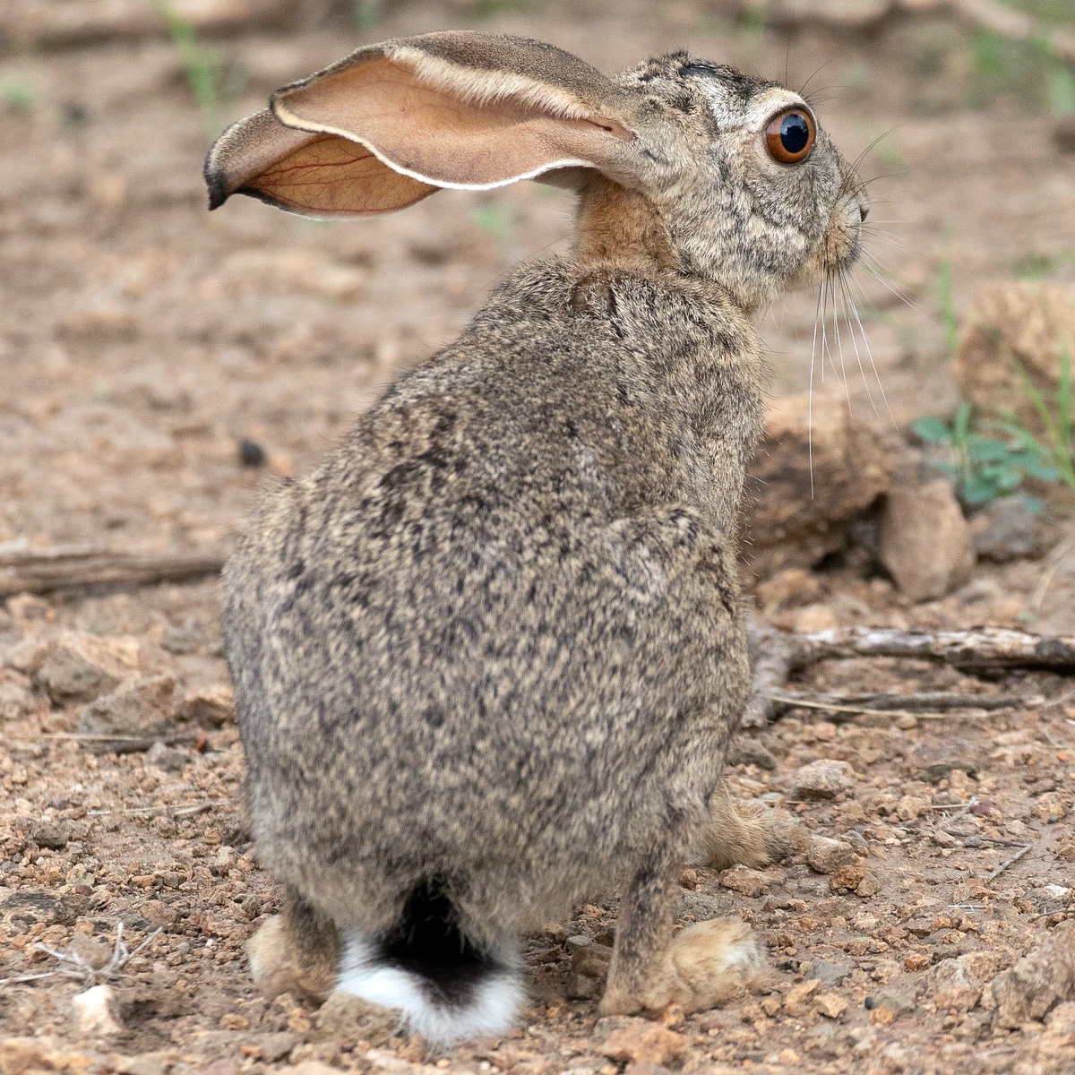 Эфиопский заяц (Lepus fagani) Фото №7
