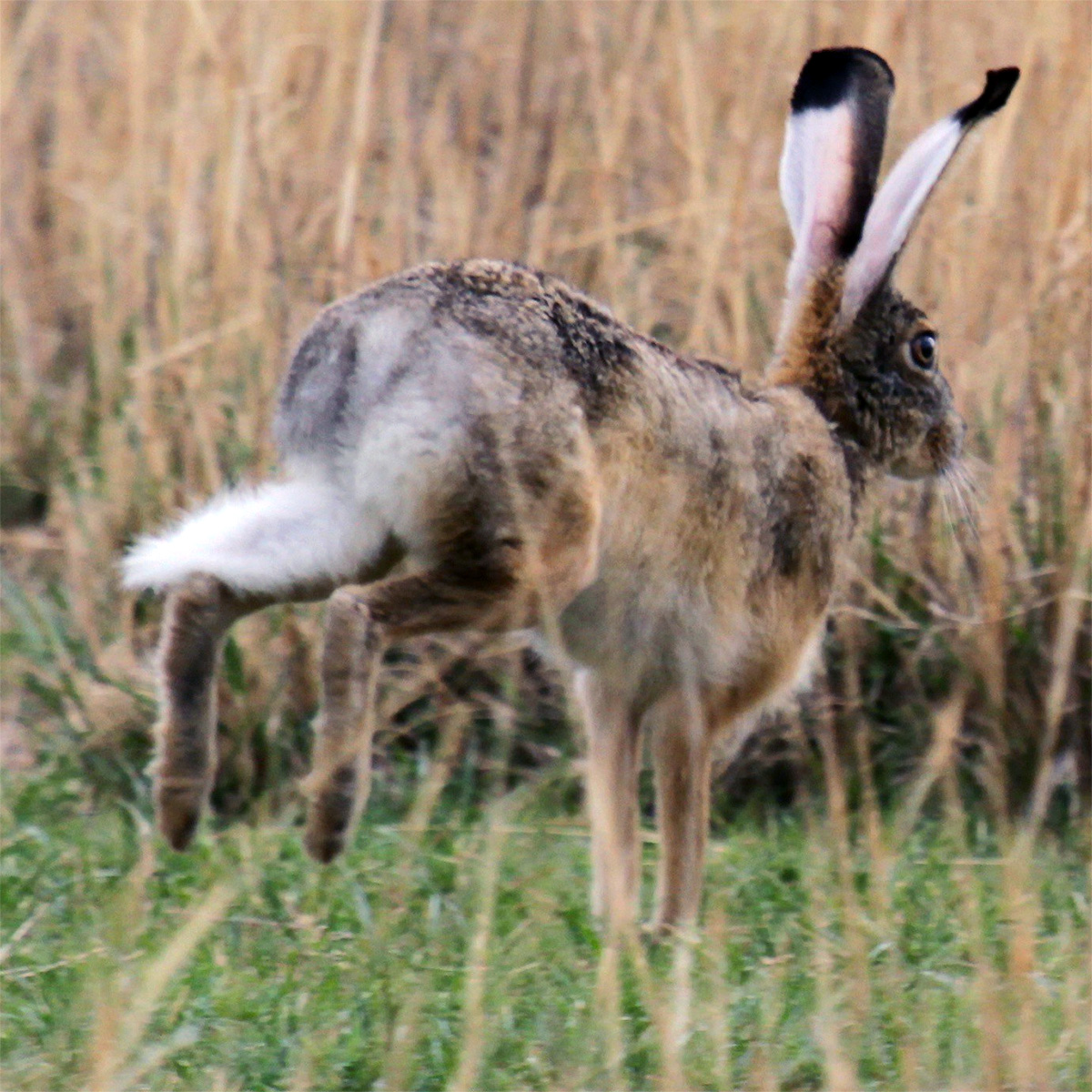 Эфиопский заяц (Lepus fagani) Фото №8