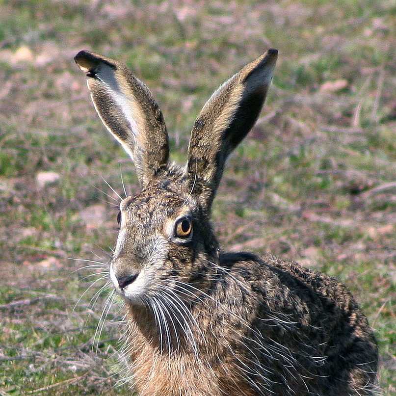 Иберийский заяц (Lepus granatensis) Фото №10