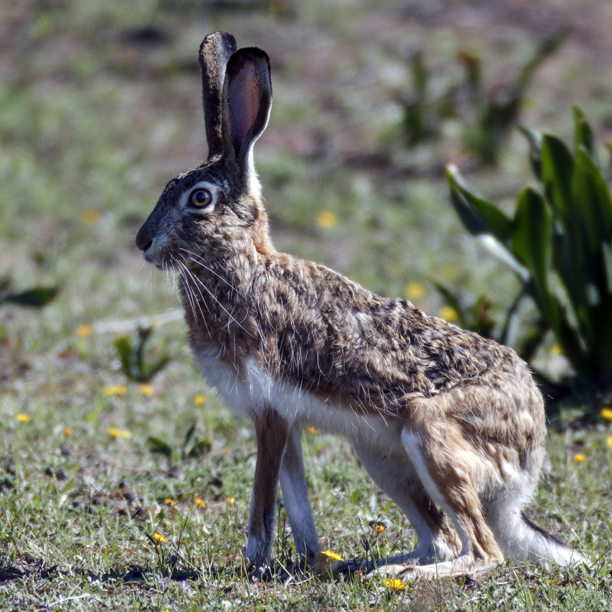 Иберийский заяц (Lepus granatensis) Фото №2