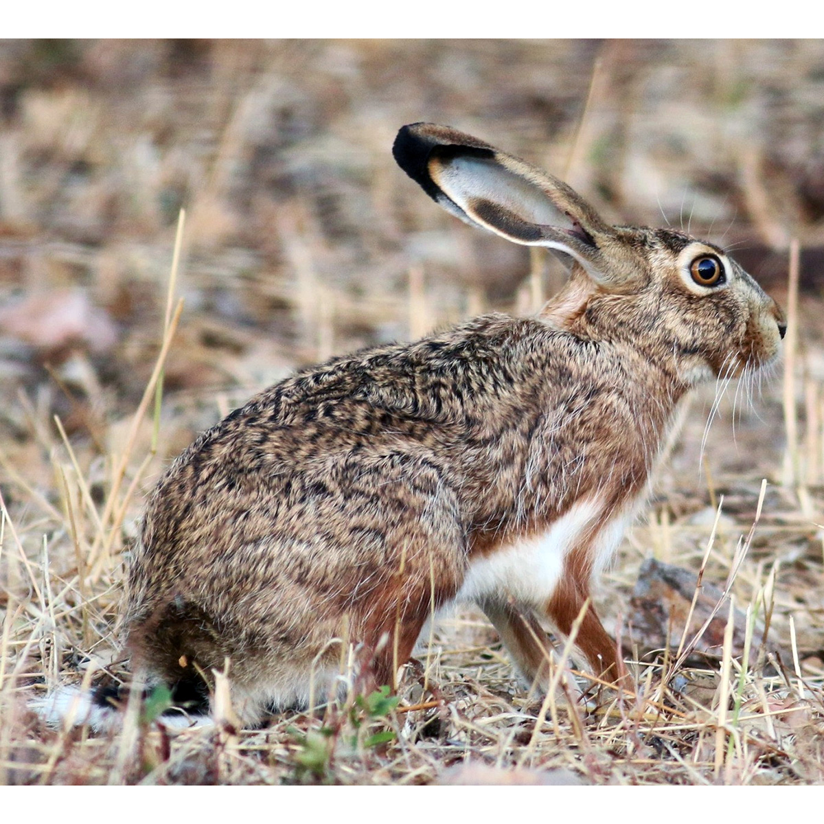 Иберийский заяц (Lepus granatensis) Фото №3