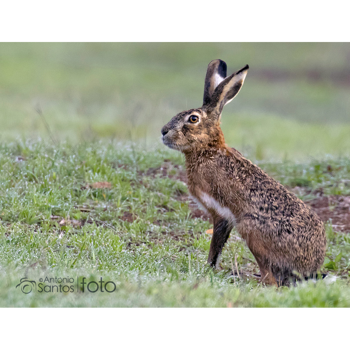 Иберийский заяц (Lepus granatensis) Фото №4