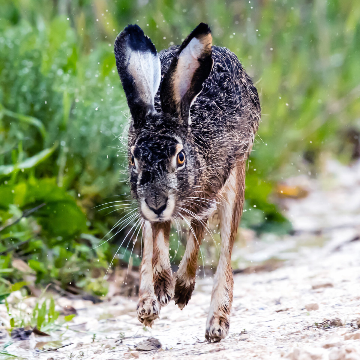 Иберийский заяц (Lepus granatensis) Фото №5