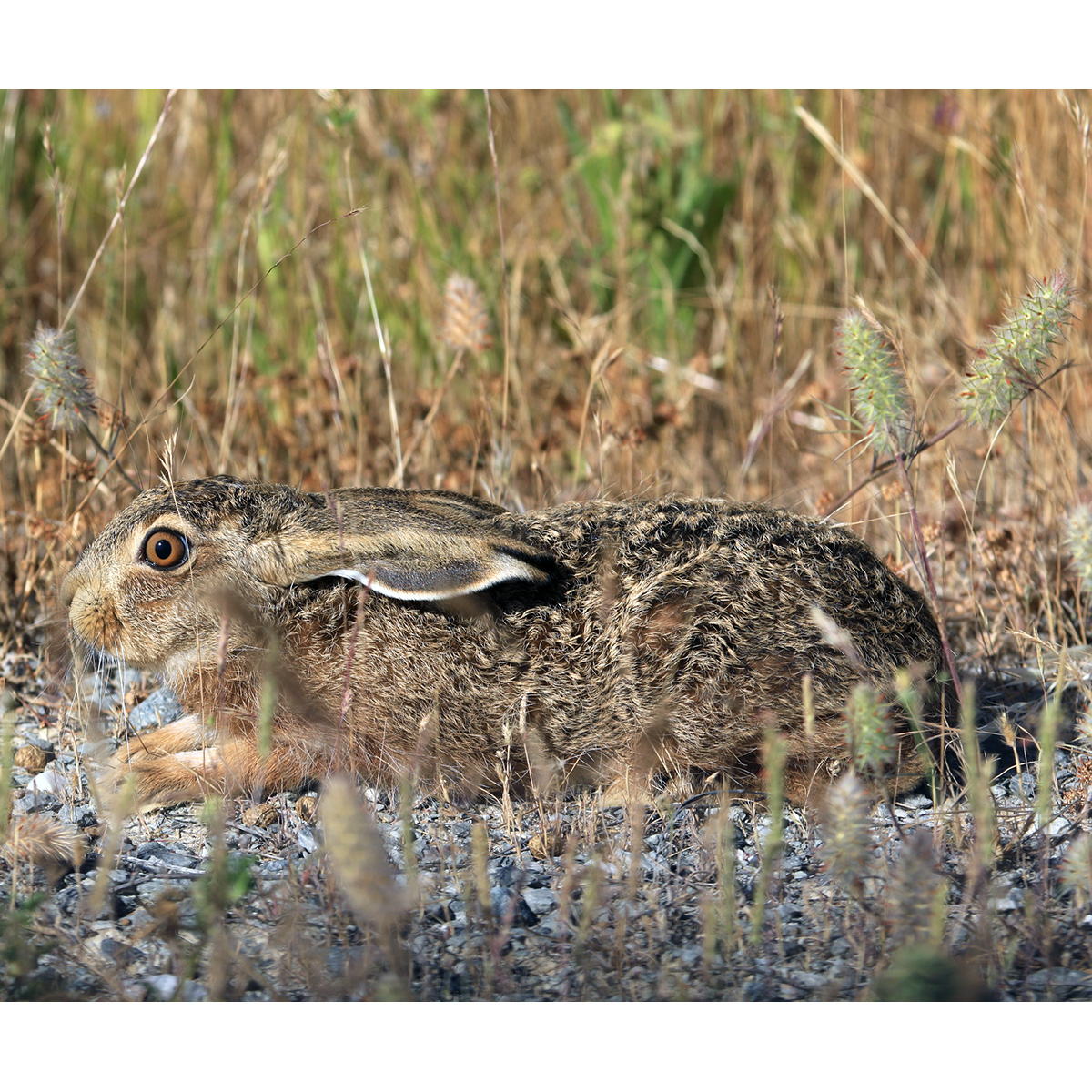 Иберийский заяц (Lepus granatensis) Фото №9