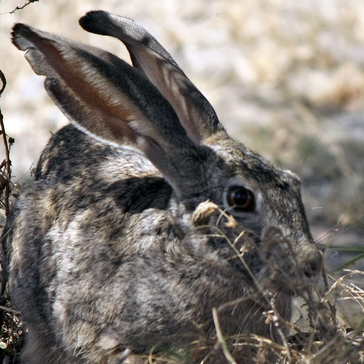 Абиссинский заяц (Lepus habessinicus) Фото №10