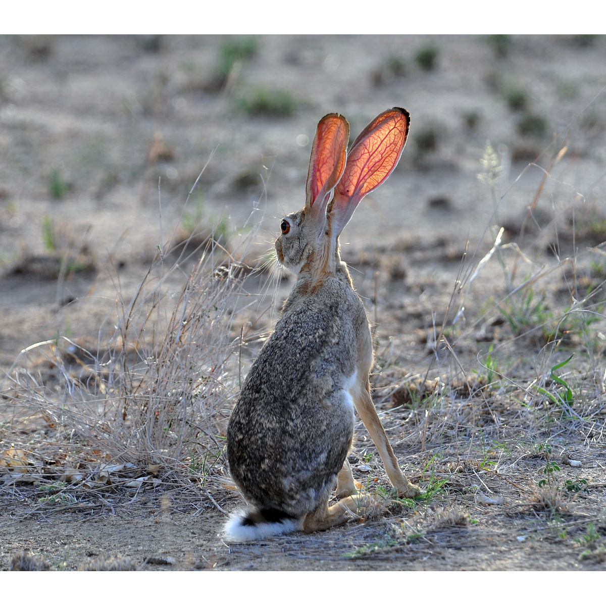 Абиссинский заяц (Lepus habessinicus) Фото №4