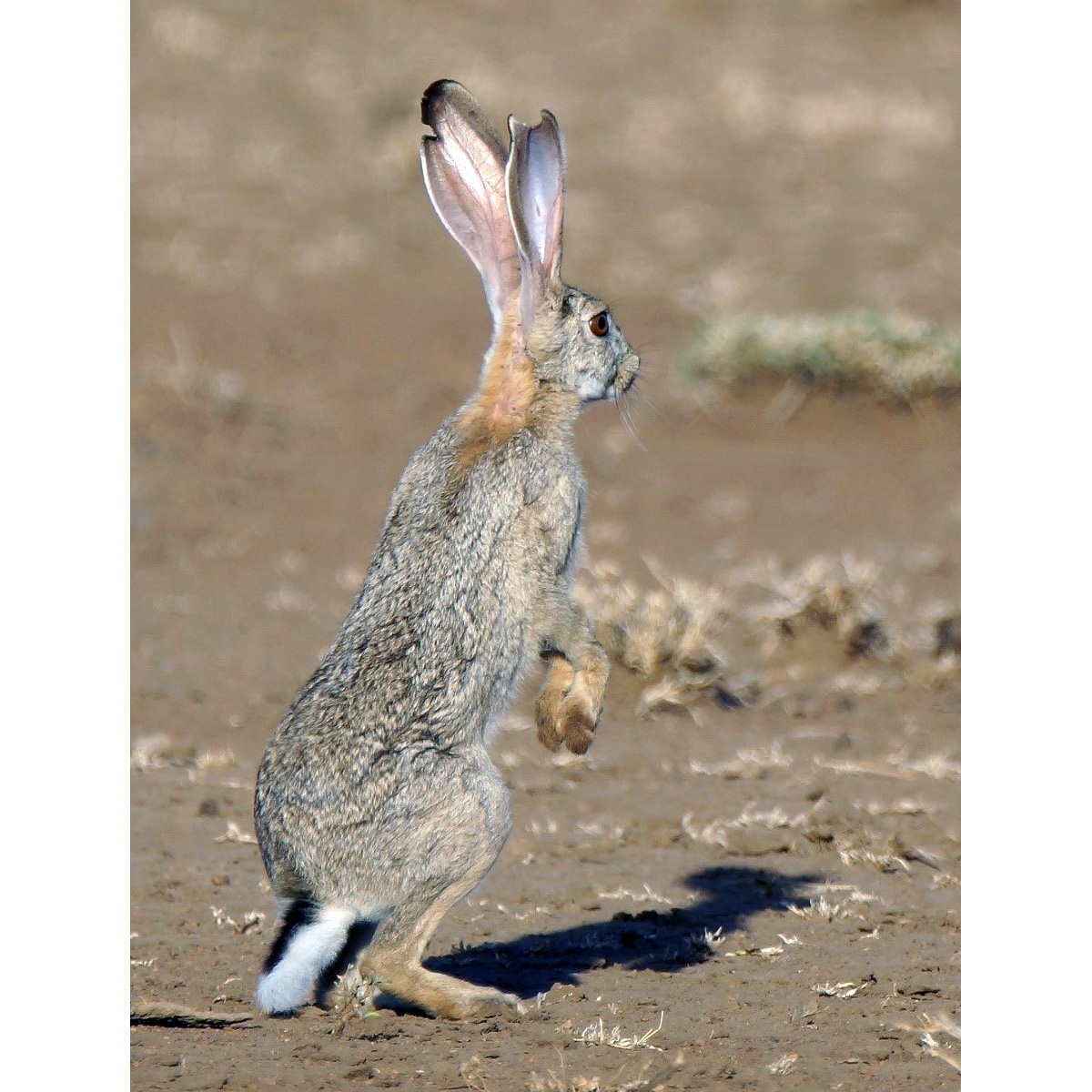 Абиссинский заяц (Lepus habessinicus) Фото №8