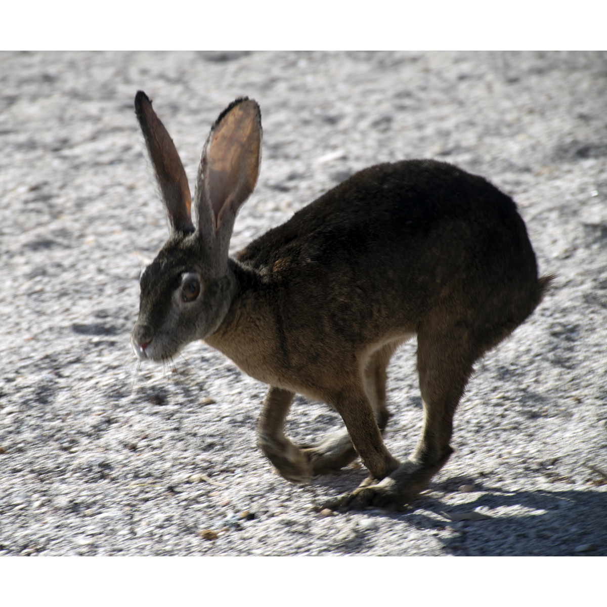 Чернобурый заяц (Lepus insularis) Фото №2