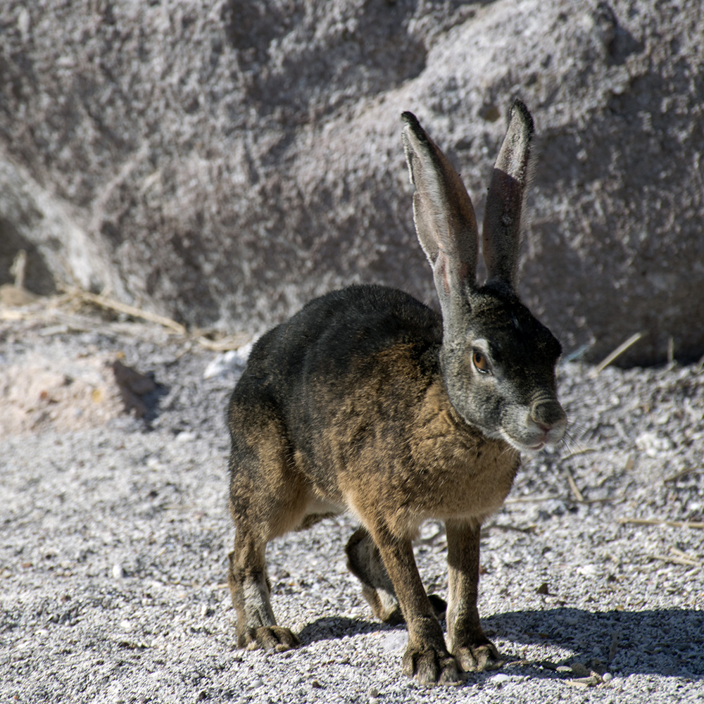 Чернобурый заяц (Lepus insularis) Фото №3