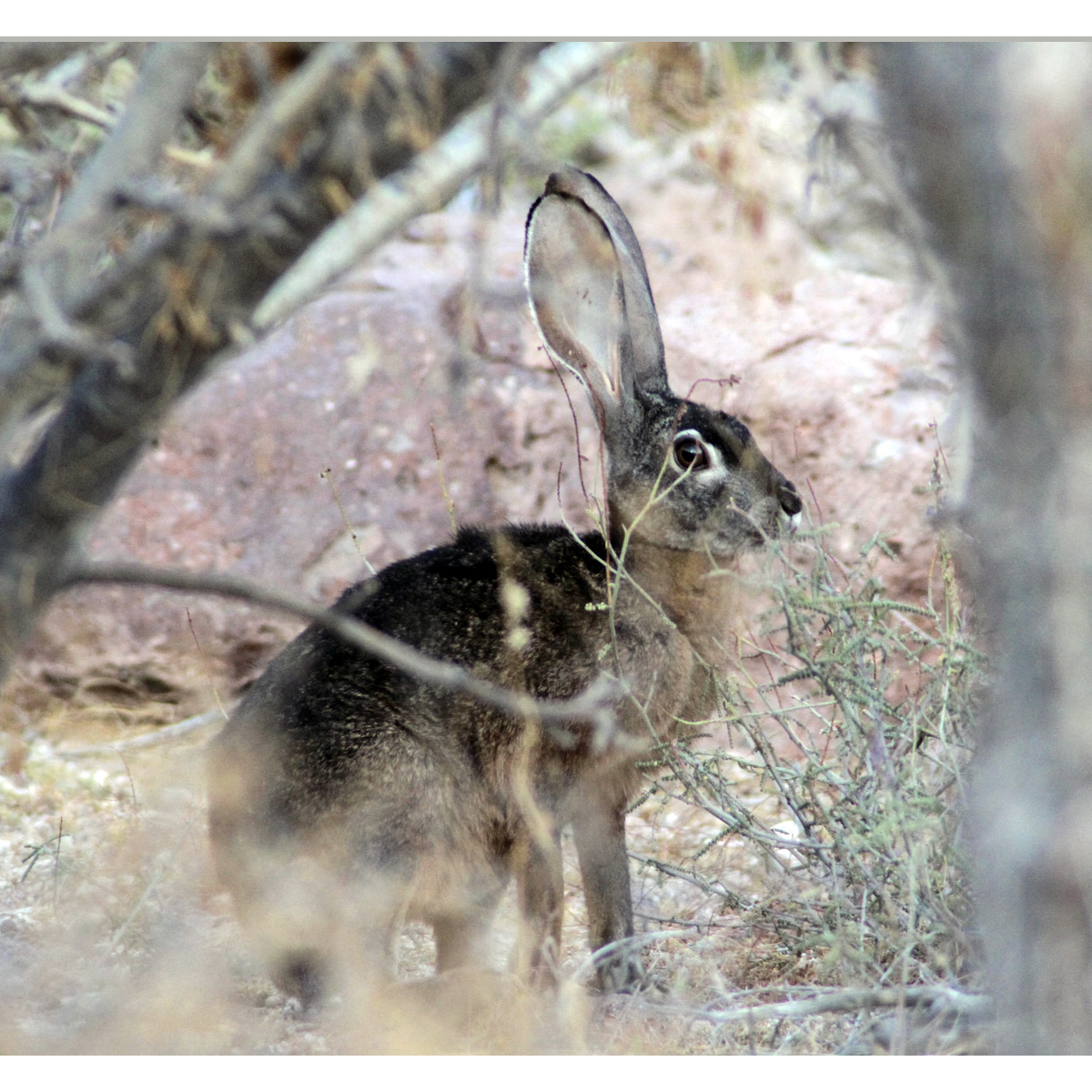 Чернобурый заяц (Lepus insularis) Фото №5