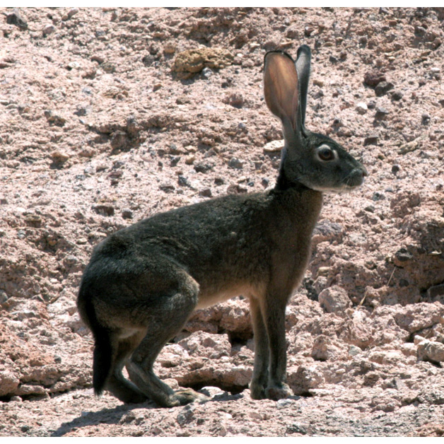 Чернобурый заяц (Lepus insularis) Фото №6