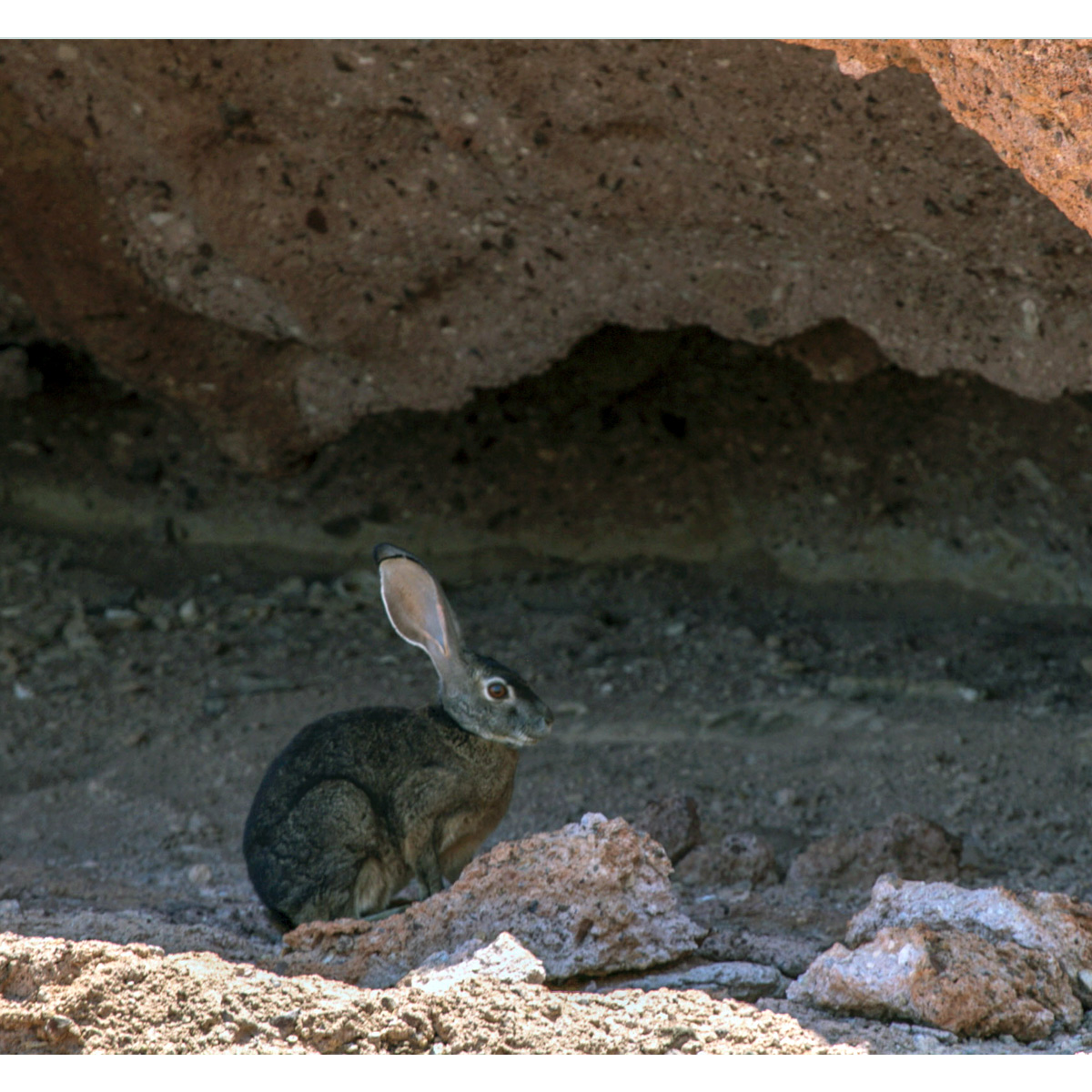Чернобурый заяц (Lepus insularis) Фото №7