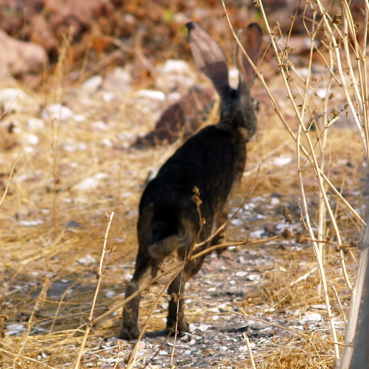 Чернобурый заяц (Lepus insularis) Фото №9